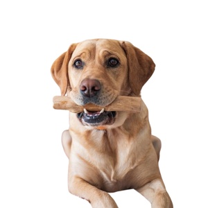 ของเล่นเป็นมิตรกับสิ่งแวดล้อมสําหรับสัตว์เลี้ยงกาแฟไม้สุนัขเคี้ยว: 100% วัสดุกาแฟโรบัสต้าส่งออกบรรจุสูญญากาศ 1:1 จากโรงงานของเวียดนาม - Product Image 1