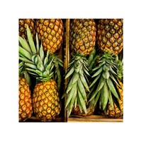Ananas frais et sucrés de qualité export disponible