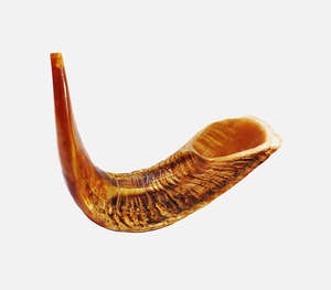 Authentique Chofar en corne de buffle naturelle polie, artisanal, avec des crêtes profondes et robustes gravées et des tons ambrés riches, traditionnel - Product Image 6