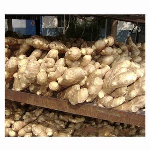 Jengibre seco orgánico de alta calidad, Exportación profesional, jengibre limpio y fresco - Product Image 4