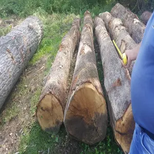 Quercia mongola esotica legno massello legno legno tronchi di quercia, tronchi di legno di quercia per la raccolta invernale di fornitura