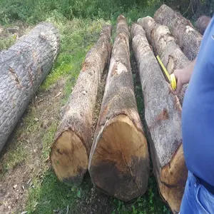 Bois rond de chêne de Mongolie exotique Bois de feuillus Grumes de chêne, grumes de chêne pour la récolte hivernale d'approvisionnement