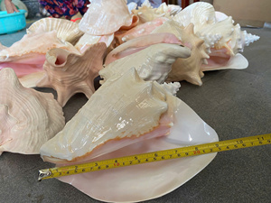 Antique Murex <strong>Shell</strong> Large Size Real Touch Polished Technique Wholesale From Vietnam 99GD Supplied Ancient Murex Sea Snail - Product Image 5