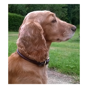 Top vendeur 2022 fournitures de collier pour animaux de compagnie collier de chien en cuir roulé bouclé personnalisé à un taux raisonnable non pérenne - Product Image 2