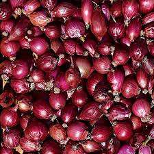 หัวหอมแดงออร์แกนิคสำหรับขาย - Product Image 5
