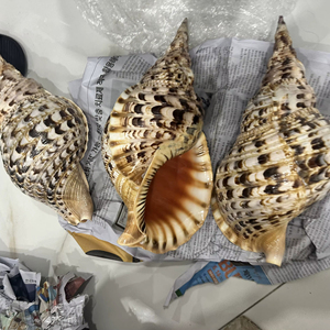 Vietnam Copper Alloy Trumpet Instrument for Music Performance Band Orchestra Practice and Stage Use - Product Image 1