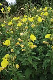 น้ำมันอีฟนิ่งพริมโรสบริสุทธิ์และเป็นธรรมชาติ100% บำบัดน้ำมันอีฟนิ่งพริมโรสจากอินเดีย - Product Image 5