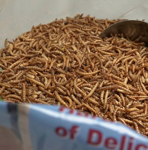 วิธีการแก้ปัญหาของคุณคุ้มค่าหนอนแช่แข็งขนาดใหญ่ - Product Image 2