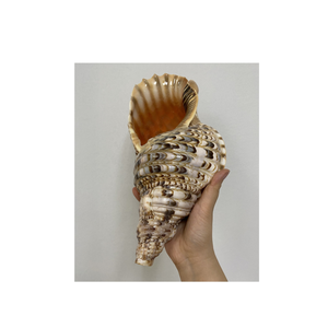 Trumpet Triton Shell จาก99 Gold Data Vietnam ใช้ในธีมทะเลและ Trumpet Triton Shell Art Display - Product Image 3