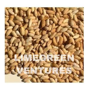 Azadirachta Indica Fruit 50 Dried Neem Tree Seeds (Azadirachta Indica) -  Organic Herb Plant Seeds From India Neem Leaf