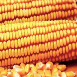 Maíz Dulce Amarillo Seco a Granel, Alta Pureza, Granos, Capacidad de Envío de 25 Toneladas, Apto para Alimentación Animal y Sector Alimentario - Product Image 2