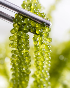 Algues de raisin de qualité supérieure pour l'exportation - Product Image 5