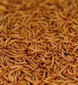 Fournisseur fiable de vers de farine congelés à haut volume - Product Image 2