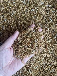 <b>Dried</b> <b>Mealworms</b> High Protein Natural Feed/Katty - Product Image 4