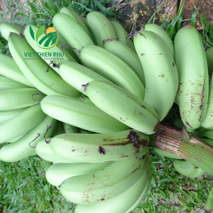 2024 Vietnam Nouvelle récolte de bananes Cavendish Fruits verts frais à prix compétitif - Product Image 5