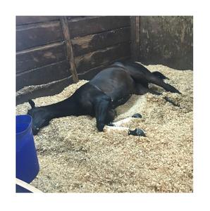 Virutas de Madera de Pino 100% Naturales para Caballos - Cama para Animales de Primera Calidad - Product Image 3