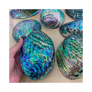 เปลือกหอยเป๋าฮื้อธรรมชาติขายส่งเหมาะสำหรับเครื่องประดับงานประดิษฐ์และตกแต่งบ้าน - Product Image 1