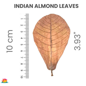 100% Feuilles d'amande Catappa indiennes écologiques 10cm Lot de 30 en plastique pour nettoyer les produits pour animaux de compagnie Betta Aquarium - Product Image 3