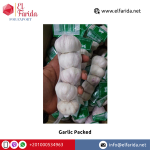 กระเทียมขาวผักสดปลูกพืชทั้งใบขายส่งจากอียิปต์ - Product Image 4