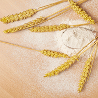 Farine de blé biologique premium multi-usages riche en protéines (12 %) 25 kg pour la production industrielle de boulangerie avec une forte capacité de formation de pâte