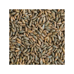 Grains de seigle en gros approvisionnement en vrac avec qualité d'exportation internationale - Product Image 1