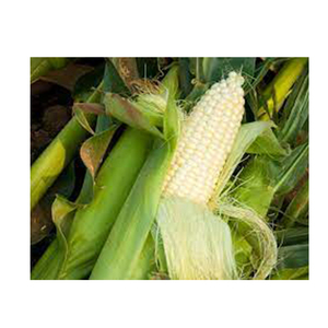 ข้าวโพดขาว NON Gmo คุณภาพสูงขายส่ง ผู้ผลิตสูงใหม่ วัสดุที่ดีที่สุด ด้วยอัตราราคาถูก - Product Image 1