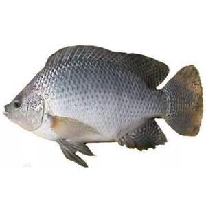 Filete de Tilapia Roja Congelada IQF a Granel de Alta Calidad, Bajo en Carbohidratos y Sal, Envasado al Vacío, 25 kg, Grado 1 - Product Image 4