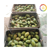 Vietnam Oorsprong Verse Mango Van Hoge Kwaliteit Rijp Mango Fruit Perfect Voor Dessert Gebruik Sapproductie En Voedselbereiding