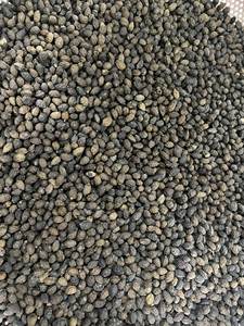 Té de Semillas de Papaya Secas de Alta Calidad, Té de Hierbas con Sabor a Flores, Hecho en Vietnam, Calidad de Exportación - Product Image 5