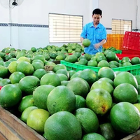 Verse groene pomelo uit Vietnam, zoete, sappige grapefruit met roze vruchtvlees, premium exportkwaliteit citrusvrucht, 60-90 dagen houdbaarheid
