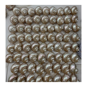 99 Gold Data Vietnam fournit une coquille de conque blanche et verte de haute qualité pour l'art et les décorations sur le thème de la mer - Product Image 2
