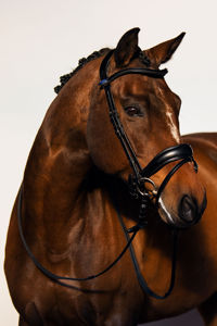 Brides de dressage anatomique - Product Image 2