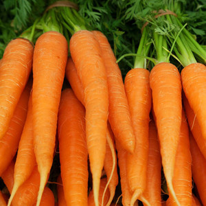 Venta de zanahorias frescas orgánicas - Product Image 1