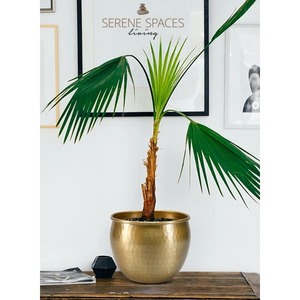 Unique Artistic Metal Planter With Trendy Finished Perfect For Chic Indoor Pots <b>Patio</b> Balcony And Stylish Decor - Product Image 5