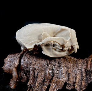 Tradebyd Figurine sculptée d'animaux en résine faite à la main Statue décorative de qualité supérieure pour maisons de luxe et bureaux élégants - Product Image 5