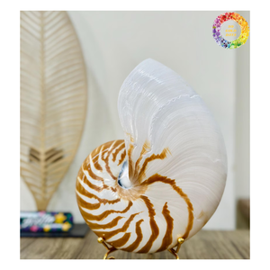 Decoración de lujo Raw/Pulido Cámara Nautilus Shell-Pulido Decorativo Tigre Nautilus Shell para la decoración - Product Image 2
