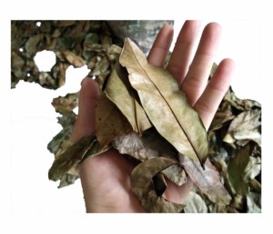 ใบ soursop หลวมการเก็บเกี่ยวอย่างยั่งยืน graviola ธรรมชาติใบป่า guanabana ผลไม้ tisane ชา - Product Image 4