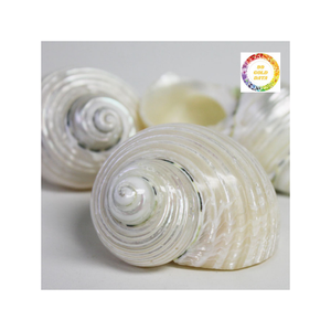 Venta caliente, carcasa de mar brillante de carcasa Turbo blanca para diseño de interiores y uso de exhibición de Vietnam - Product Image 3