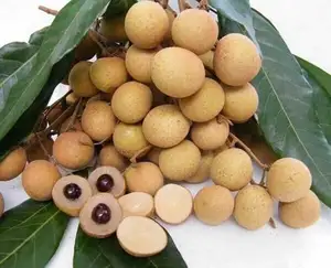 Agriculture de haute qualité Longan fruits pellés vietnamien congelé doux Longan fruits pas cher prix de haute qualité
