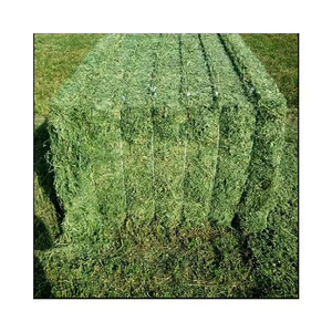 Offre en gros de foin d'herbe de Rhodes, alimentation animale de qualité supérieure, prêt pour la distribution en gros - Product Image 6