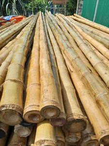 เสาไม้ไผ่ธรรมชาติคุณภาพสูงสำหรับใช้ในการก่อสร้างและตกแต่งสวนกลางแจ้ง - Product Image 5