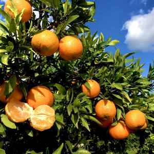 Naranja Dulce y Jugosa, Mandarina Fresca de Primera Calidad 100% de Francia, 6cm, 3kg - Product Image 4