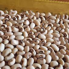 Frijoles Vigna de Caupí blanco orgánico de nueva cosecha Frijoles Vigna de ojo negro Premium del fabricante de fábrica - Product Image 2