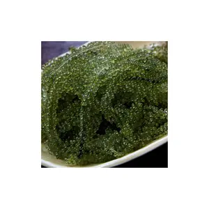 Özel etiket ambalaj ile satmak için deniz üzüm/Vietnam üretici deniz yosunu iyi fiyat kurutulmuş deniz üzüm