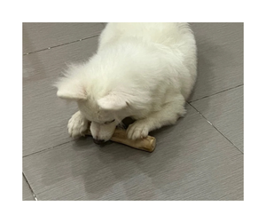 Proveedor Premium de masticables para mascotas de madera de café de Vietnam: Aroma natural y masticable para mascotas de madera de café de calidad duradera para compradores a granel - Product Image 1