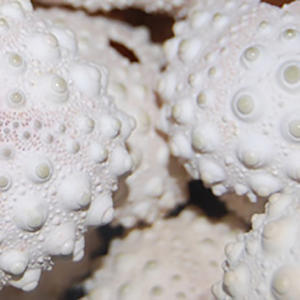 Oursin coquille sèche coquillage bijoux 4-8cm étoile de mer motif oursin sculpté poli Style animal fabriqué à la main Design floral - Product Image 2