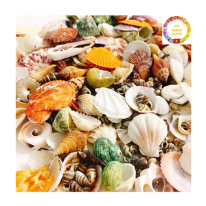 Vente en gros de coquillages naturels mixtes conque étoile de mer décor de plage bricolage artisanat décorations d'aquarium - Product Image 1