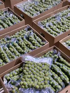 Emballage sous vide saveur aigre de lime dracontomelon congelé pour la nourriture fabriquée au Lotus Bleu Vietnam - Product Image 6