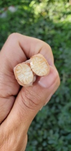 Granos de Cacao Crudos Orgánicos Verdes, Semillas de Cacao Enteras, Ingredientes de Chocolate Naturales Sin Procesar de Primera Calidad para Hornear y Venta al por Mayor - Product Image 2
