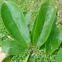 Feuilles de corossol - Pour les tisanes et les infusions